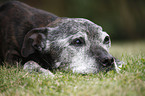 lying Staffordshire Bullterrier