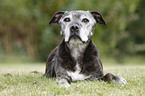 lying Staffordshire Bullterrier