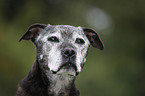 Staffordshire Bullterrier Portrait