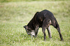 snuffling Staffordshire Bullterrier