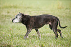 walking Staffordshire Bullterrier