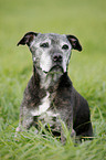 Staffordshire Bullterrier Portrait