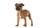 Staffordshire Bullterrier Puppy