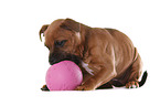 playing Staffordshire Bullterrier Puppy