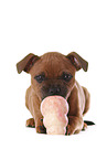 playing Staffordshire Bullterrier Puppy