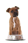 sitting Staffordshire Bullterrier puppy