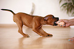 playing Staffordshire Bullterrier Puppy