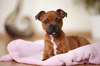 lying Staffordshire Bullterrier Puppy