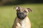 Staffordshire Bullterrier Portrait