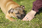 lying Staffordshire Bullterrier