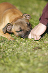 lying Staffordshire Bullterrier