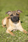 lying Staffordshire Bullterrier