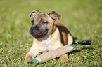 lying Staffordshire Bullterrier