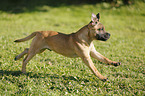 running Staffordshire Bullterrier