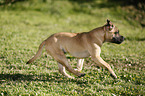 running Staffordshire Bullterrier