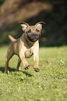 running Staffordshire Bullterrier