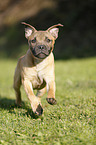 running Staffordshire Bullterrier