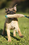 running Staffordshire Bullterrier