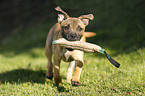 running Staffordshire Bullterrier