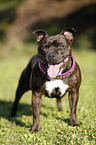 standing Staffordshire Bullterrier