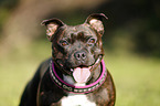 Staffordshire Bullterrier Portrait