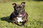 lying Staffordshire Bullterrier