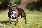 standing Staffordshire Bullterrier