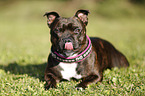 lying Staffordshire Bullterrier