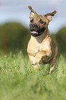 running Staffordshire Bullterrier