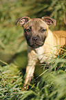 Staffordshire Bull Terrier