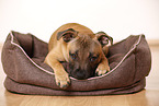 lying Staffordshire Bullterrier