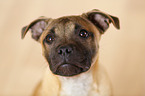 Staffordshire Bull Terrier Portrait