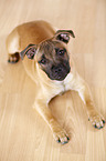 lying Staffordshire Bullterrier