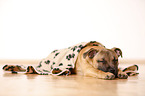 lying Staffordshire Bullterrier