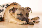 lying Staffordshire Bullterrier