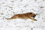 running Staffordshire Bullterrier