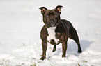 Staffordshire Bullterrier