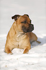 lying Staffordshire Bullterrier