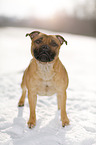 Staffordshire Bullterrier