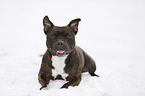 lying Staffordshire Bullterrier