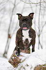 Staffordshire Bullterrier