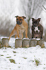 2 Staffordshire Bullterrier