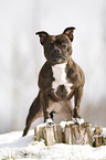 Staffordshire Bullterrier