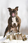 Staffordshire Bullterrier