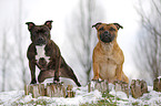 2 Staffordshire Bullterrier