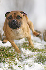 running Staffordshire Bullterrier