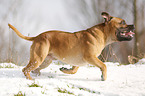 running Staffordshire Bullterrier