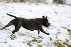 running Staffordshire Bullterrier