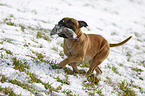 playing Staffordshire Bullterrier