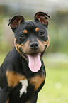 young Staffordshire Bullterrier